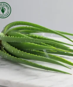 Plantas y hojas de Aloe Arborescens Miller
